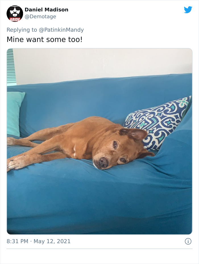 29 Dogs Making Faces To Let Their Owners Know How Much They Want Their Food 29 Dogs Making Faces To Let Their Owners Know How Much They Want Their Food