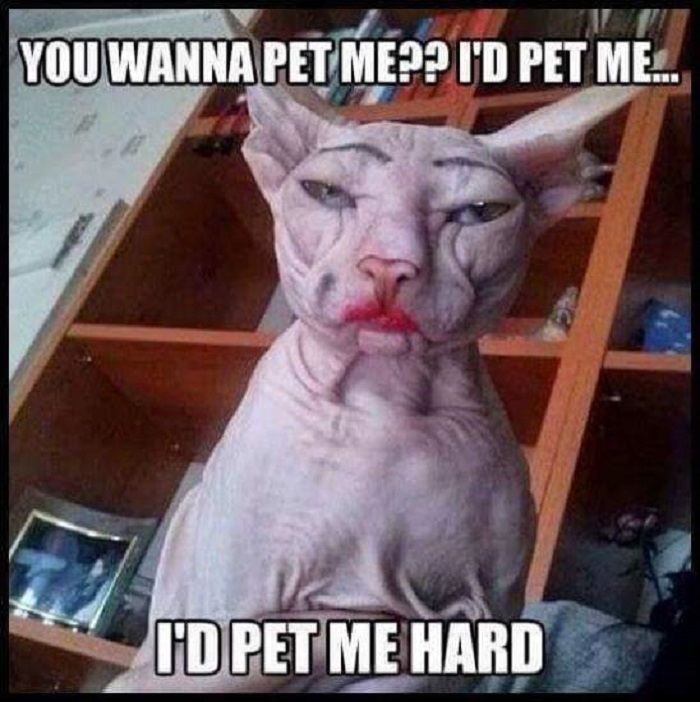 Hey Pandas, What Is Your All-Time Favorite Meme? (Closed) Hey Pandas, What Is Your All-Time Favorite Meme? (Closed)