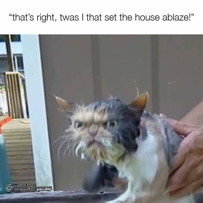 Hey Pandas, What Is Your All-Time Favorite Meme? (Closed) Hey Pandas, What Is Your All-Time Favorite Meme? (Closed)