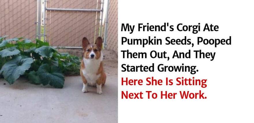Hey Pandas, Post The Funniest Corgi Meme You Have Ever Seen (Closed)