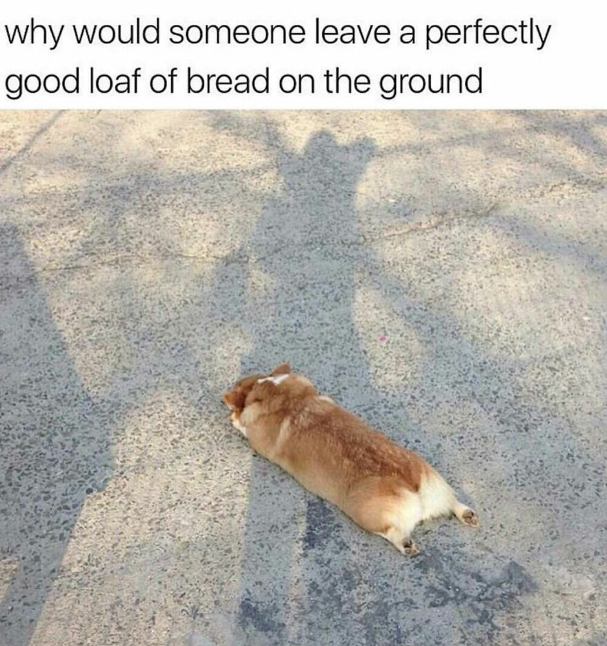 Hey Pandas, Post The Funniest Corgi Meme You Have Ever Seen (Closed)