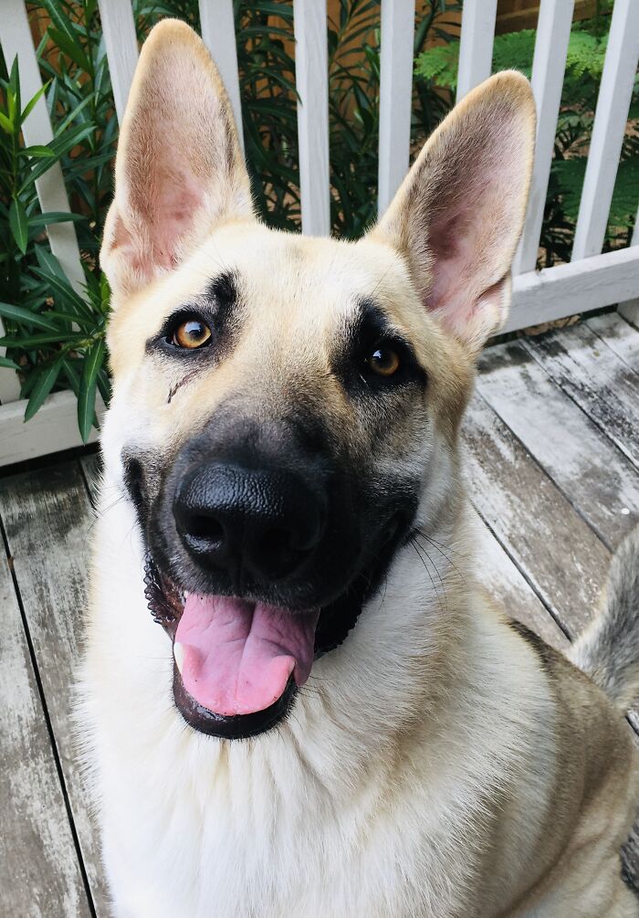 Hey Pandas, Post A Picture Of Your Dog (Closed) Hey Pandas, Post A Picture Of Your Dog (Closed)