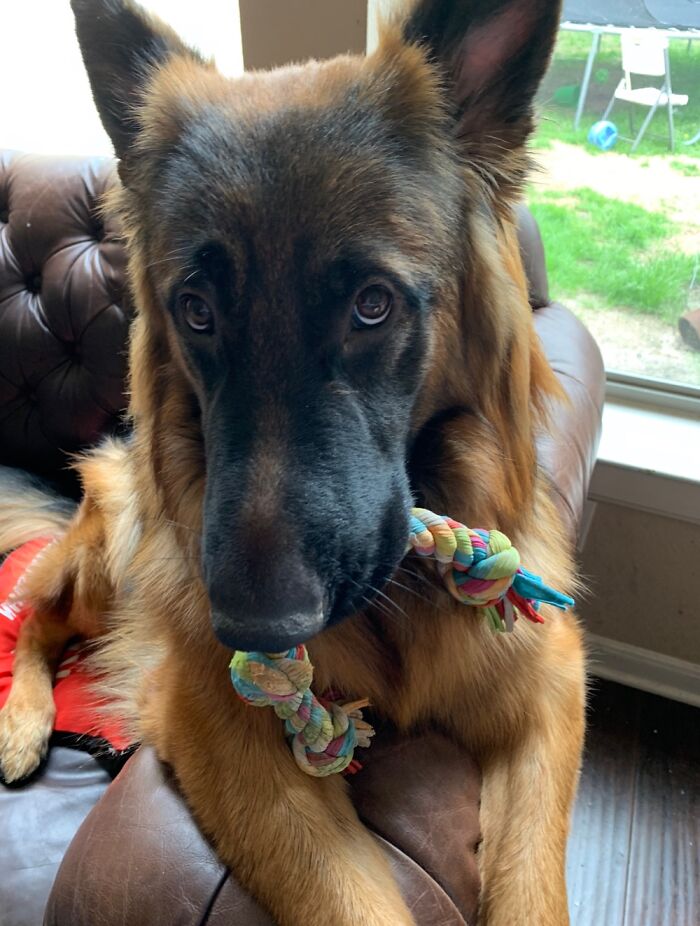 Hey Pandas, Post A Picture Of Your Dog (Closed) Hey Pandas, Post A Picture Of Your Dog (Closed)