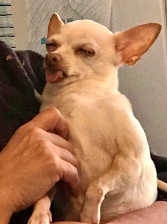 Hey Pandas, Post A Picture Of Your Dog (Closed) Hey Pandas, Post A Picture Of Your Dog (Closed)