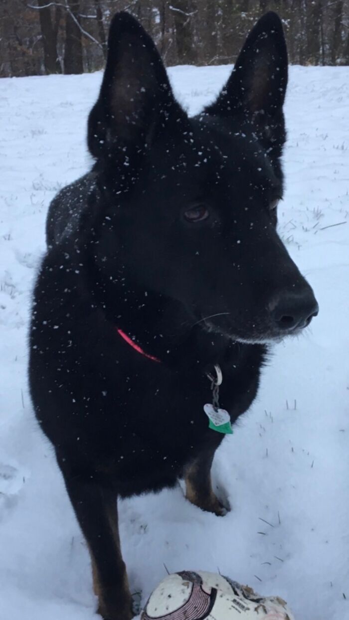 Hey Pandas, Post A Picture Of Your Dog (Closed) Hey Pandas, Post A Picture Of Your Dog (Closed)