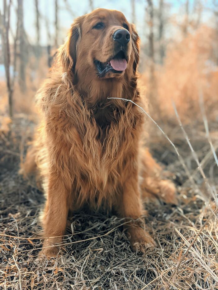 Hey Pandas, Post A Picture Of Your Dog (Closed) Hey Pandas, Post A Picture Of Your Dog (Closed)