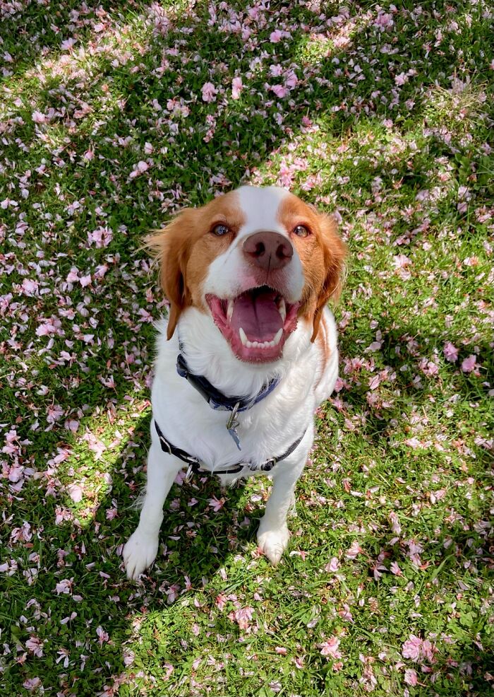 Hey Pandas, Post A Picture Of Your Dog (Closed) Hey Pandas, Post A Picture Of Your Dog (Closed)