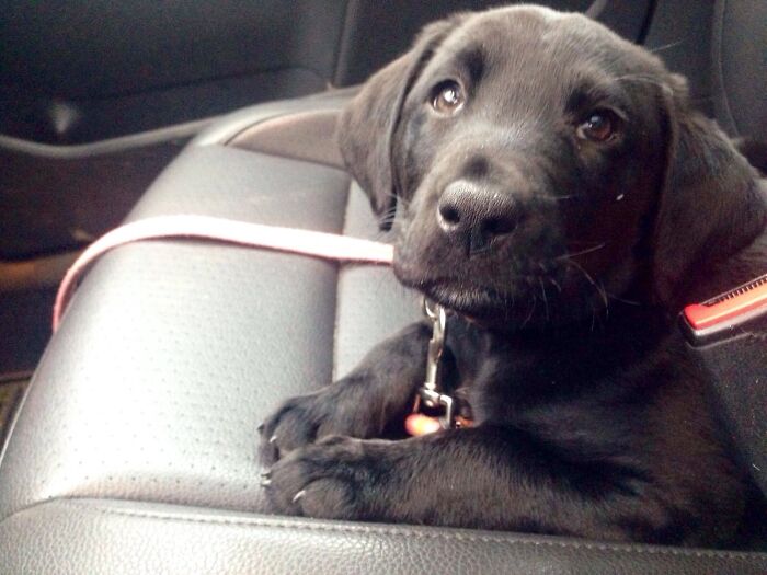 Hey Pandas, Post A Picture Of Your Dog (Closed) Hey Pandas, Post A Picture Of Your Dog (Closed)