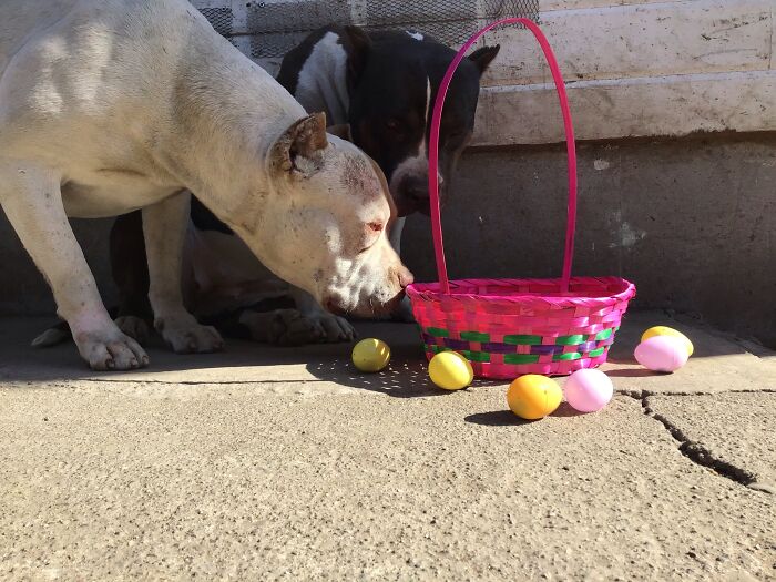 Hey Pandas, Post A Picture Of Your Dog (Closed) Hey Pandas, Post A Picture Of Your Dog (Closed)