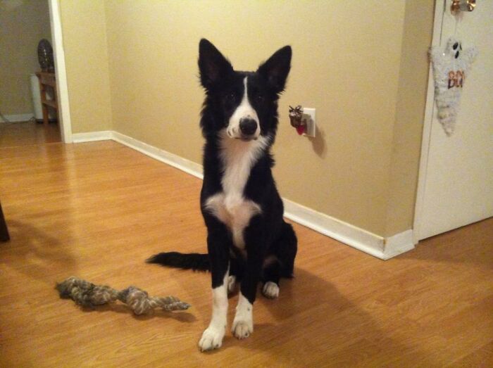 Hey Pandas, Post A Picture Of Your Dog (Closed) Hey Pandas, Post A Picture Of Your Dog (Closed)