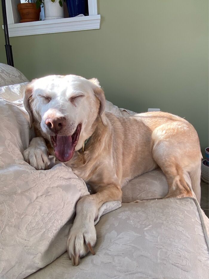 Hey Pandas, Post A Picture Of Your Dog (Closed) Hey Pandas, Post A Picture Of Your Dog (Closed)