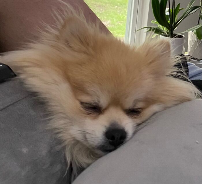 Hey Pandas, Post A Picture Of Your Dog (Closed) Hey Pandas, Post A Picture Of Your Dog (Closed)