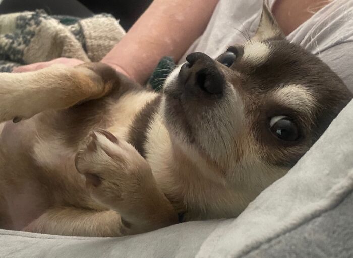 Hey Pandas, Post A Picture Of Your Dog (Closed) Hey Pandas, Post A Picture Of Your Dog (Closed)