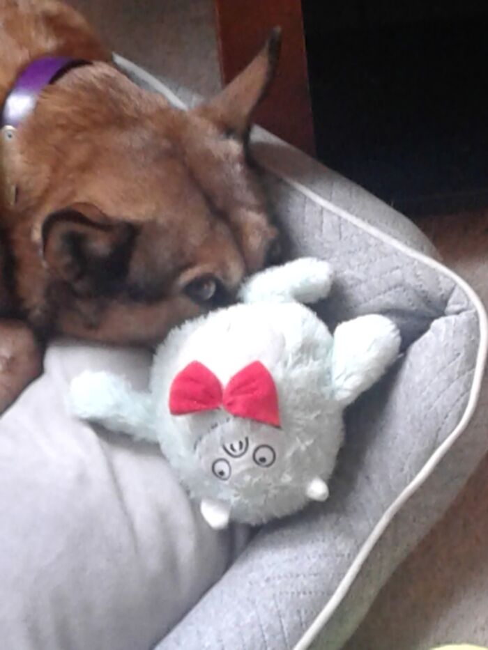 Hey Pandas, Post A Picture Of Your Dog (Closed) Hey Pandas, Post A Picture Of Your Dog (Closed)