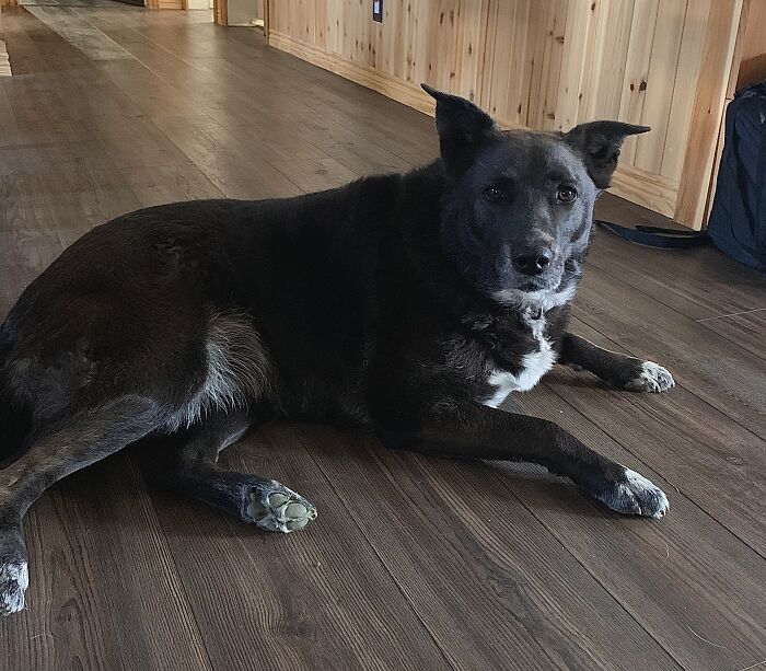 Hey Pandas, Post A Picture Of Your Dog (Closed) Hey Pandas, Post A Picture Of Your Dog (Closed)