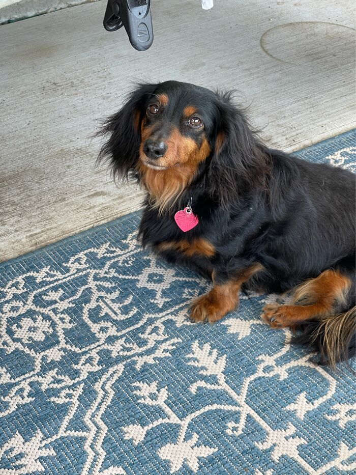 Hey Pandas, Post A Picture Of Your Dog (Closed) Hey Pandas, Post A Picture Of Your Dog (Closed)