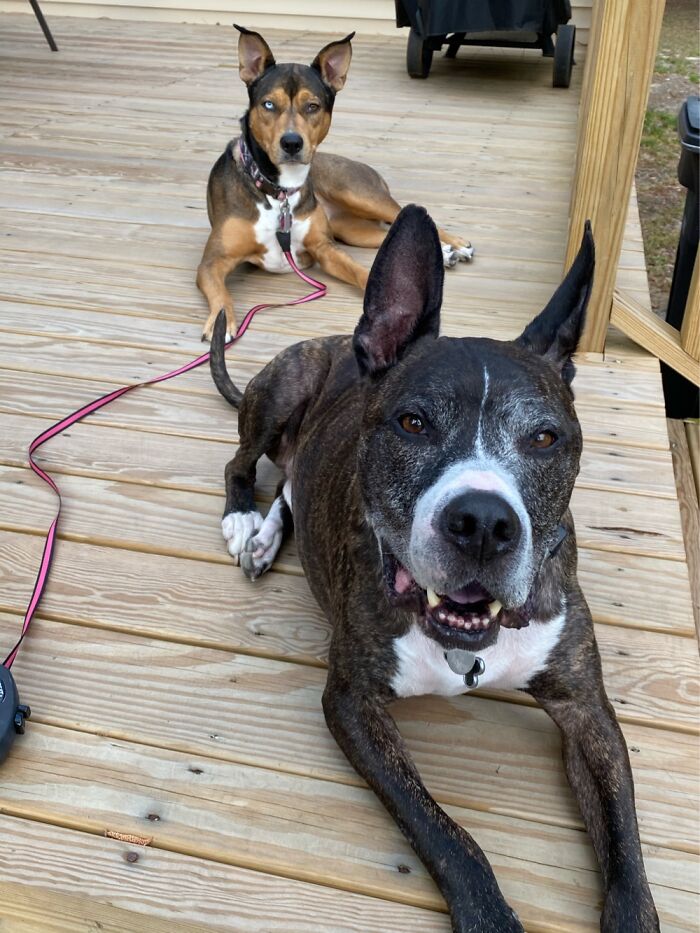 Hey Pandas, Post A Picture Of Your Dog (Closed) Hey Pandas, Post A Picture Of Your Dog (Closed)