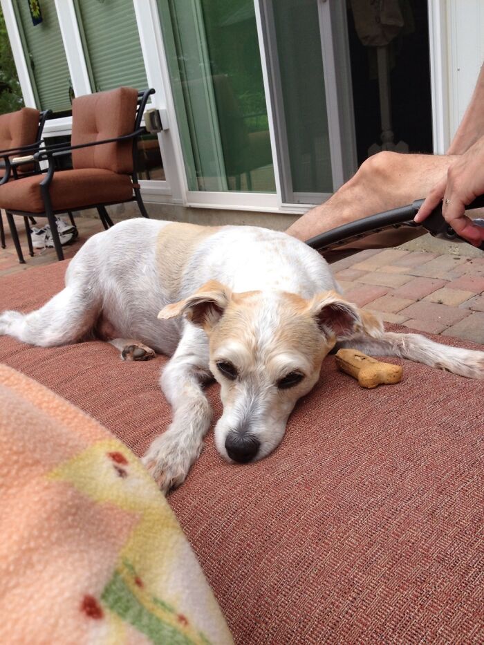 Hey Pandas, Post A Picture Of Your Dog (Closed) Hey Pandas, Post A Picture Of Your Dog (Closed)