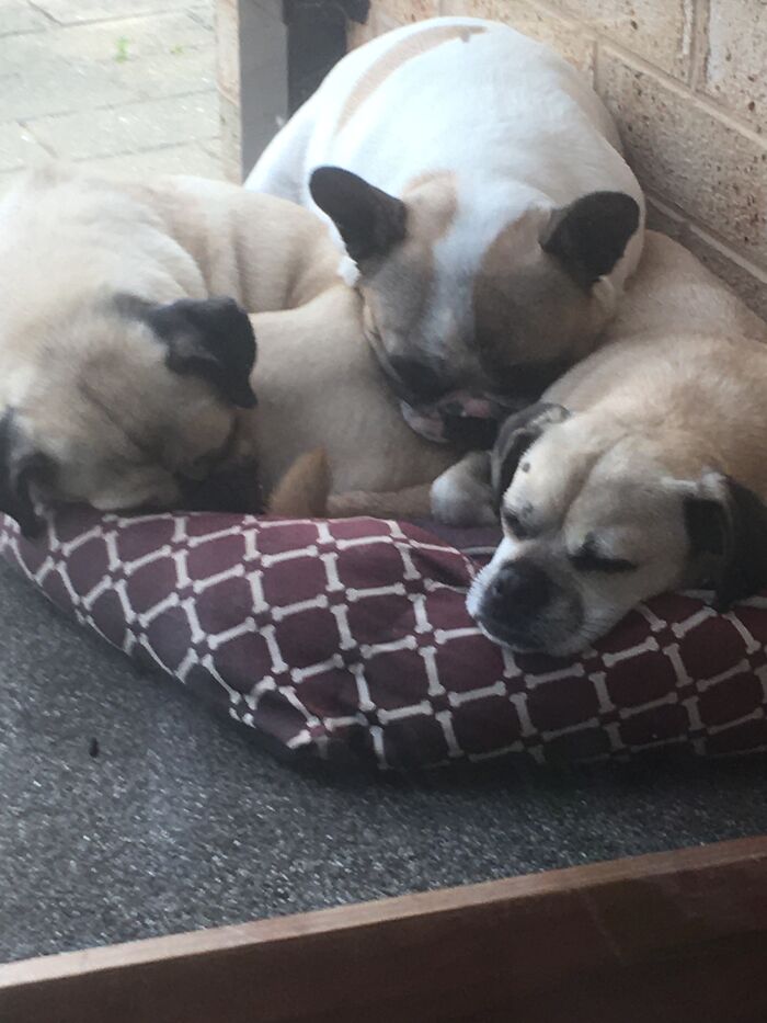 Hey Pandas, Post A Picture Of Your Dog (Closed) Hey Pandas, Post A Picture Of Your Dog (Closed)