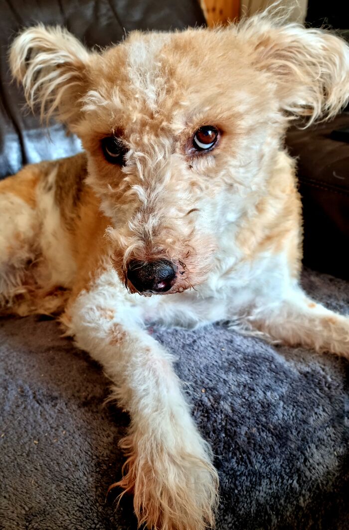 Hey Pandas, Post A Picture Of Your Dog (Closed) Hey Pandas, Post A Picture Of Your Dog (Closed)