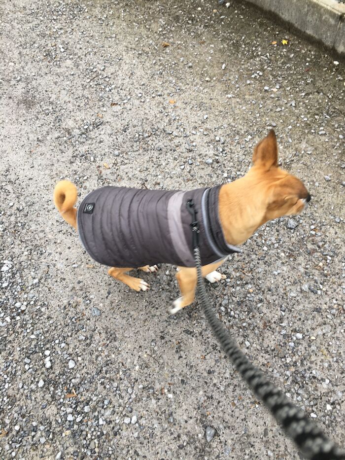 Hey Pandas, Post A Picture Of Your Dog (Closed) Hey Pandas, Post A Picture Of Your Dog (Closed)