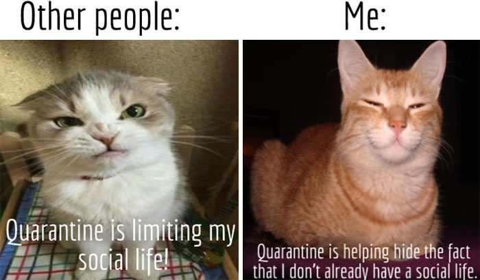 Hey Pandas, Share Some Of Your Favorite COVID-19 Memes (Closed) Hey Pandas, Share Some Of Your Favorite COVID-19 Memes (Closed)