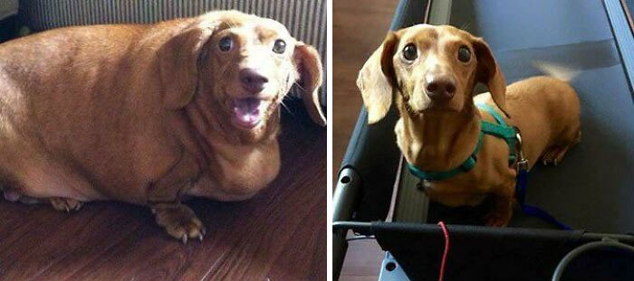 50 Uplifting Dog Posts To Make Your Day Better (New Pics) 50 Uplifting Dog Posts To Make Your Day Better (New Pics)