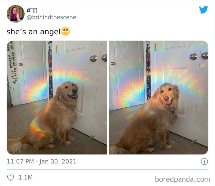 50 Uplifting Dog Posts To Make Your Day Better (New Pics) 50 Uplifting Dog Posts To Make Your Day Better (New Pics)