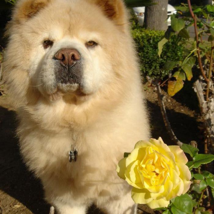 30 Incredibly Kind Acts Pets Did For Their Owners That Prove A Pet’s Love Has No Limits 30 Incredibly Kind Acts Pets Did For Their Owners That Prove A Pet’s Love Has No Limits