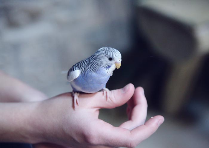 30 Incredibly Kind Acts Pets Did For Their Owners That Prove A Pet’s Love Has No Limits 30 Incredibly Kind Acts Pets Did For Their Owners That Prove A Pet’s Love Has No Limits