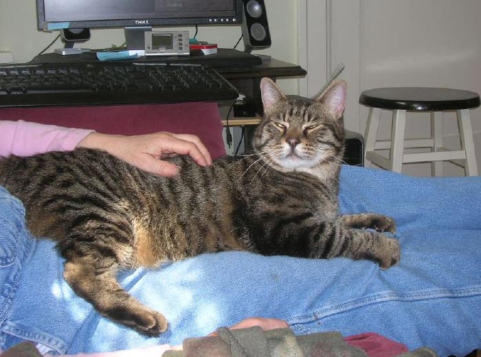 30 Incredibly Kind Acts Pets Did For Their Owners That Prove A Pet’s Love Has No Limits 30 Incredibly Kind Acts Pets Did For Their Owners That Prove A Pet’s Love Has No Limits