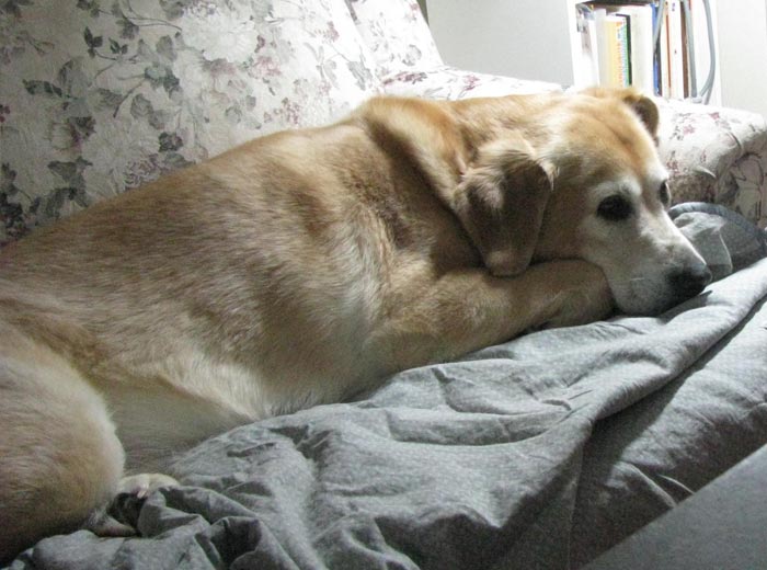 30 Incredibly Kind Acts Pets Did For Their Owners That Prove A Pet’s Love Has No Limits 30 Incredibly Kind Acts Pets Did For Their Owners That Prove A Pet’s Love Has No Limits