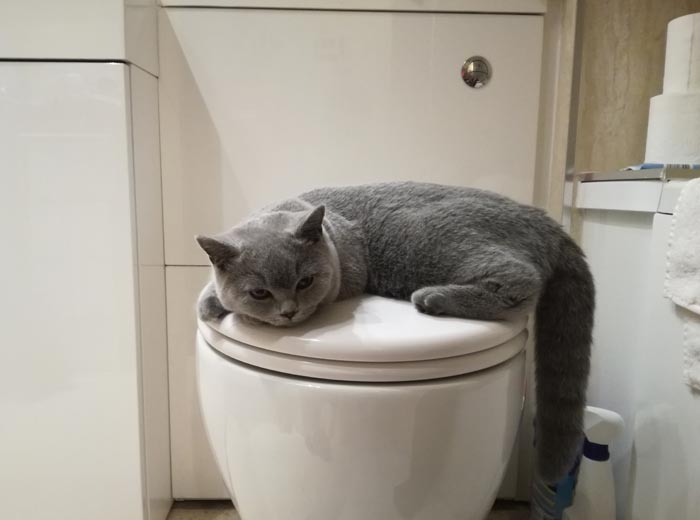 30 Incredibly Kind Acts Pets Did For Their Owners That Prove A Pet’s Love Has No Limits 30 Incredibly Kind Acts Pets Did For Their Owners That Prove A Pet’s Love Has No Limits