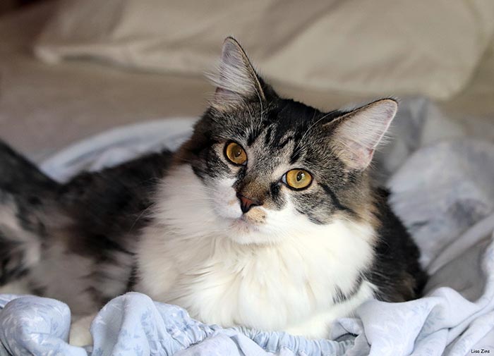 30 Incredibly Kind Acts Pets Did For Their Owners That Prove A Pet’s Love Has No Limits 30 Incredibly Kind Acts Pets Did For Their Owners That Prove A Pet’s Love Has No Limits