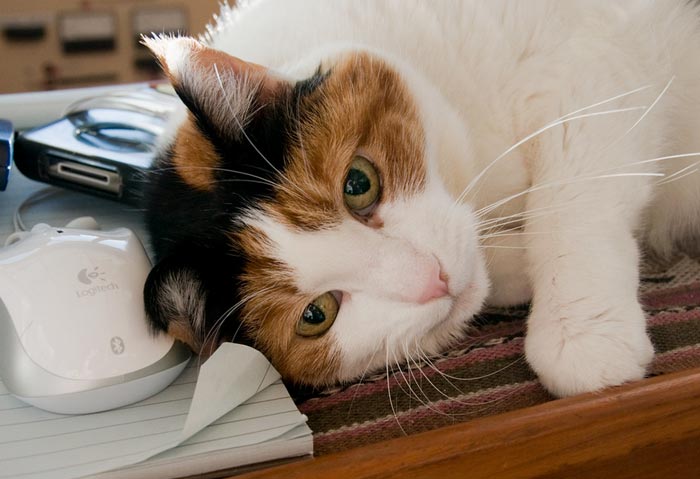 30 Incredibly Kind Acts Pets Did For Their Owners That Prove A Pet’s Love Has No Limits 30 Incredibly Kind Acts Pets Did For Their Owners That Prove A Pet’s Love Has No Limits