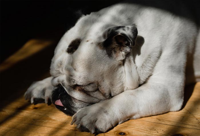 30 Incredibly Kind Acts Pets Did For Their Owners That Prove A Pet’s Love Has No Limits 30 Incredibly Kind Acts Pets Did For Their Owners That Prove A Pet’s Love Has No Limits