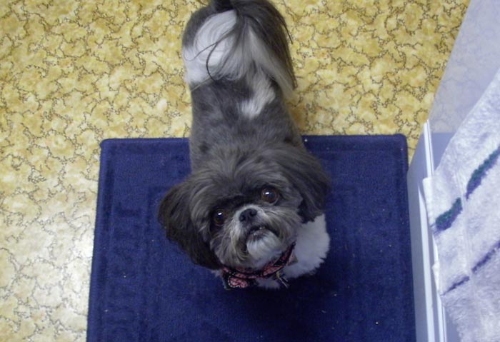 30 Incredibly Kind Acts Pets Did For Their Owners That Prove A Pet’s Love Has No Limits 30 Incredibly Kind Acts Pets Did For Their Owners That Prove A Pet’s Love Has No Limits