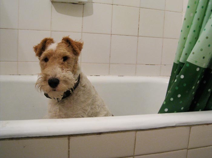 30 Incredibly Kind Acts Pets Did For Their Owners That Prove A Pet’s Love Has No Limits 30 Incredibly Kind Acts Pets Did For Their Owners That Prove A Pet’s Love Has No Limits