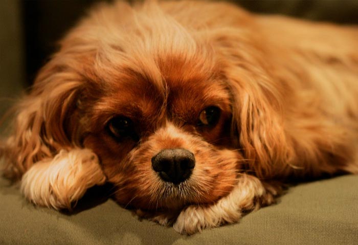 30 Incredibly Kind Acts Pets Did For Their Owners That Prove A Pet’s Love Has No Limits 30 Incredibly Kind Acts Pets Did For Their Owners That Prove A Pet’s Love Has No Limits