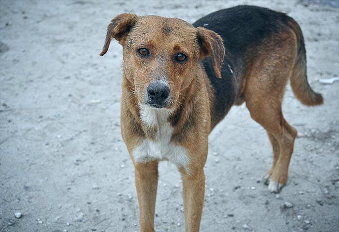 30 Incredibly Kind Acts Pets Did For Their Owners That Prove A Pet’s Love Has No Limits 30 Incredibly Kind Acts Pets Did For Their Owners That Prove A Pet’s Love Has No Limits