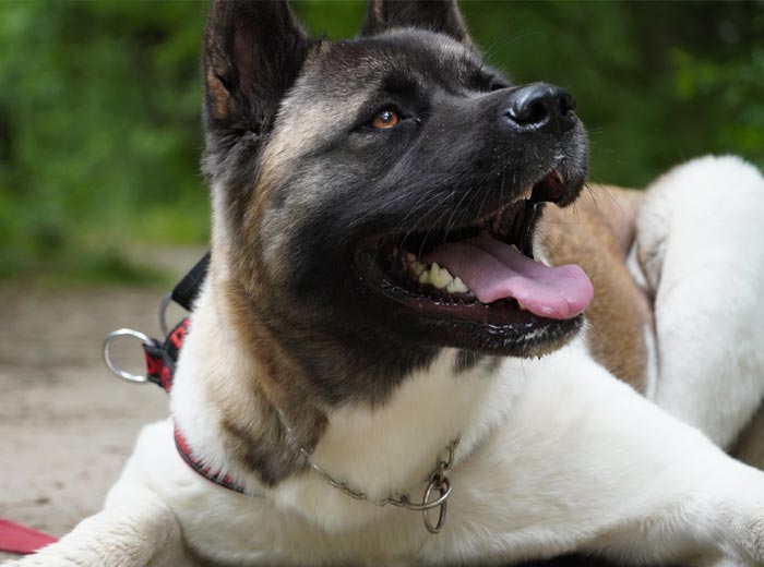 30 Incredibly Kind Acts Pets Did For Their Owners That Prove A Pet’s Love Has No Limits 30 Incredibly Kind Acts Pets Did For Their Owners That Prove A Pet’s Love Has No Limits