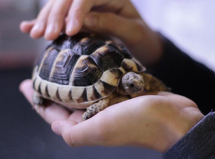 30 Incredibly Kind Acts Pets Did For Their Owners That Prove A Pet’s Love Has No Limits 30 Incredibly Kind Acts Pets Did For Their Owners That Prove A Pet’s Love Has No Limits