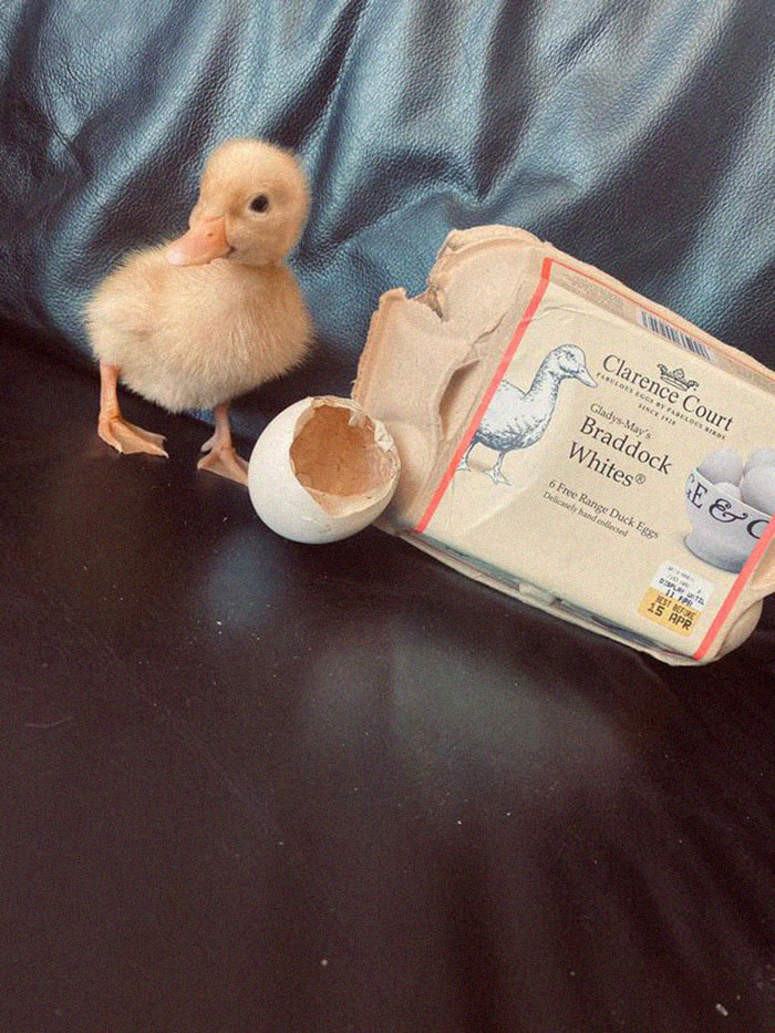 Woman Surprised After A TikTok Hack Worked And She Hatched A Duck From A Supermarket Egg Woman Surprised After A TikTok Hack Worked And She Hatched A Duck From A Supermarket Egg