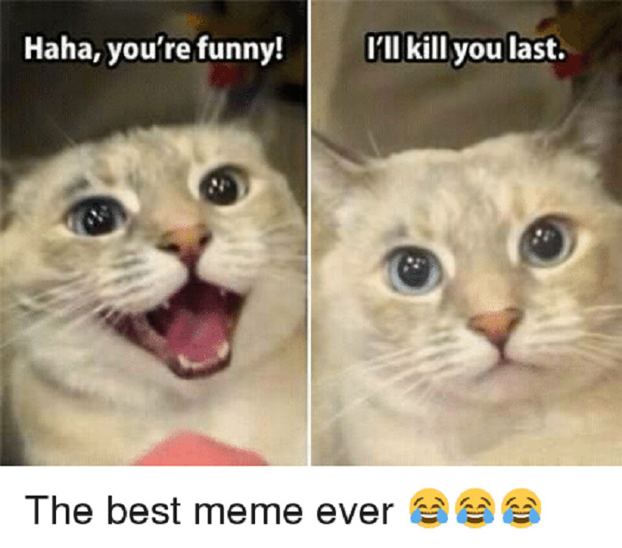 Hey Pandas, Drop Some Memes (Closed) Hey Pandas, Drop Some Memes (Closed)