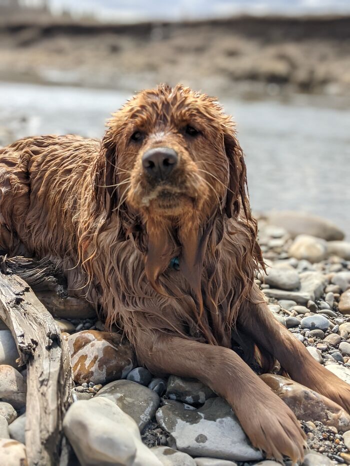 Hey Pandas, Post The Funniest Picture Of Your Pet (Closed) Hey Pandas, Post The Funniest Picture Of Your Pet (Closed)