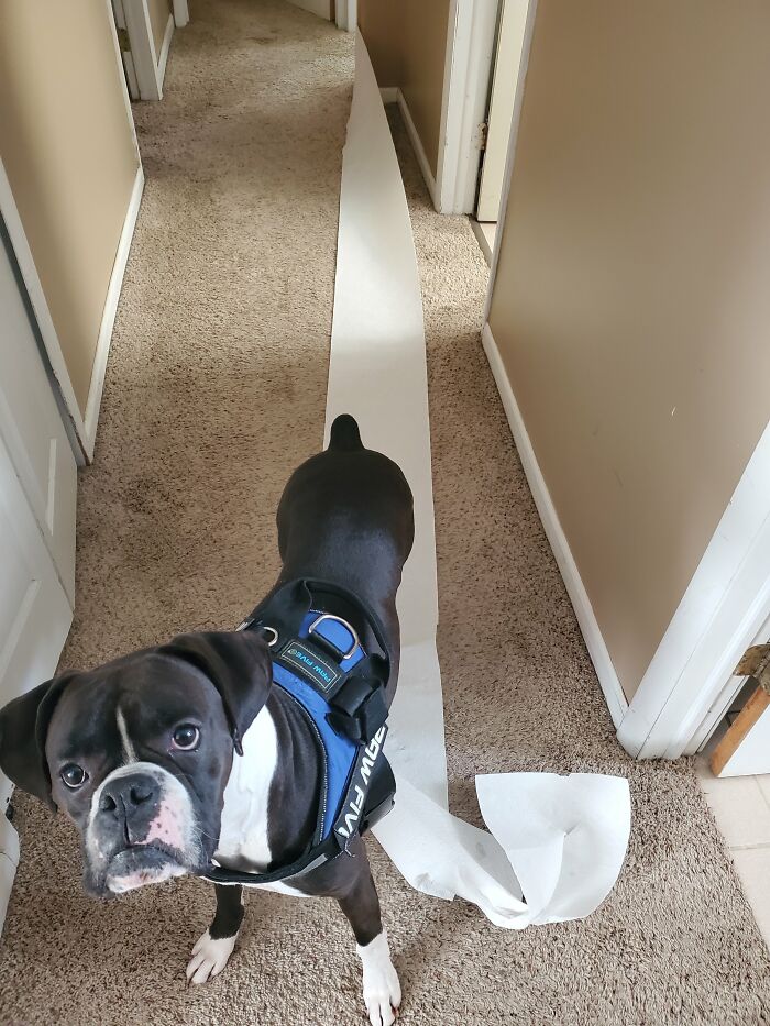 Hey Pandas, Post The Funniest Picture Of Your Pet (Closed) Hey Pandas, Post The Funniest Picture Of Your Pet (Closed)