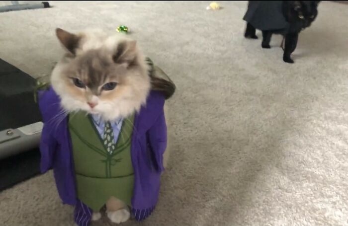 Hey Pandas, Post The Funniest Picture Of Your Pet (Closed) Hey Pandas, Post The Funniest Picture Of Your Pet (Closed)