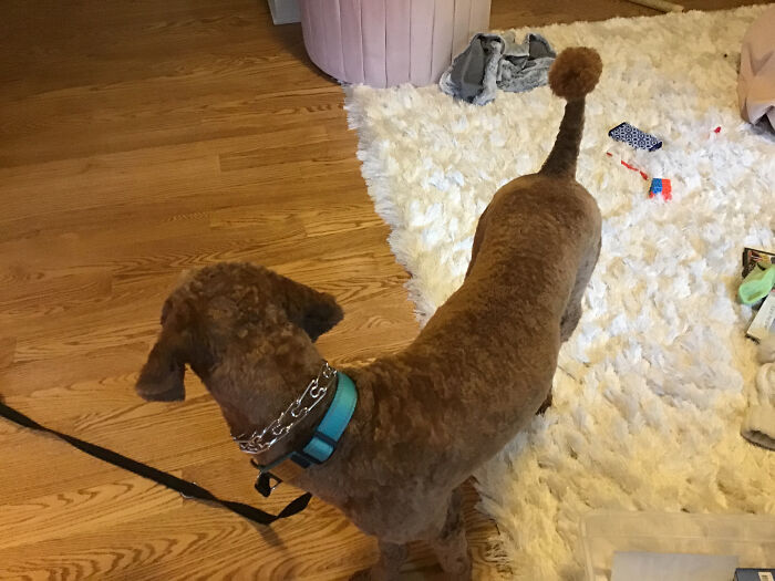 Hey Pandas, Post The Funniest Picture Of Your Pet (Closed) Hey Pandas, Post The Funniest Picture Of Your Pet (Closed)