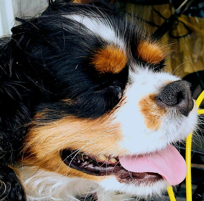 Hey Pandas, Post The Funniest Picture Of Your Pet (Closed) Hey Pandas, Post The Funniest Picture Of Your Pet (Closed)