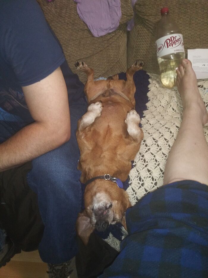 Hey Pandas, Post The Funniest Picture Of Your Pet (Closed) Hey Pandas, Post The Funniest Picture Of Your Pet (Closed)